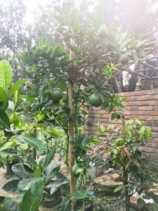 দার্জিলিং বেস্ট বাংলা কমলা চারা 